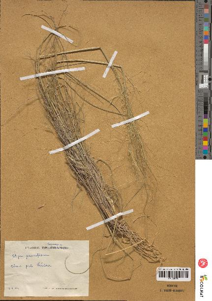 spécimen de Stipa pennata