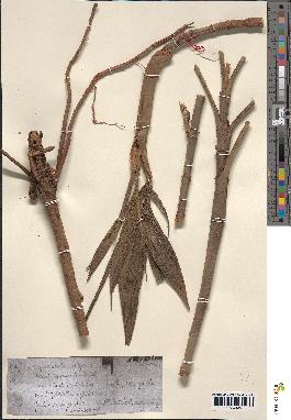 spécimen de Hyospathe elegans