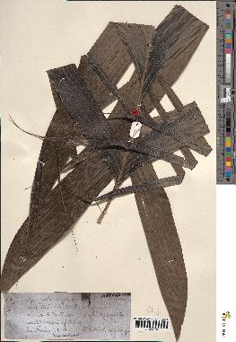 spécimen de Hyospathe elegans