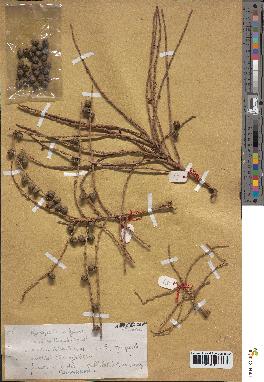 spécimen de Hyospathe elegans
