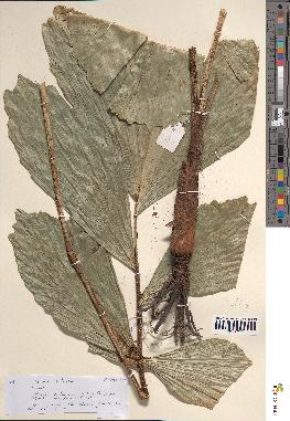 spécimen de Iriartea ventricosa