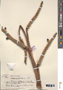 spécimen de Hyphaene thebaica