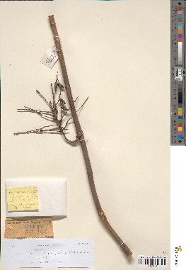 spécimen de Geonoma sp.