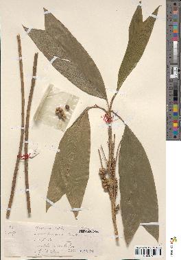 spécimen de Geonoma stricta