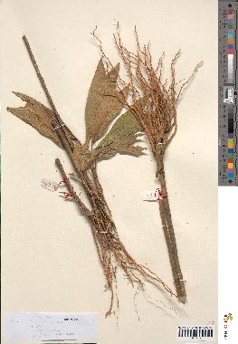 spécimen de Geonoma stricta