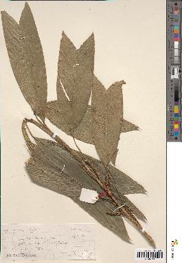 spécimen de Geonoma stricta