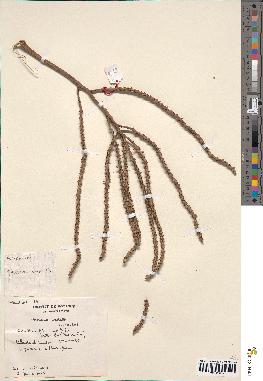spécimen de Geonoma undata