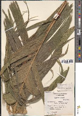 spécimen de Geonoma undata