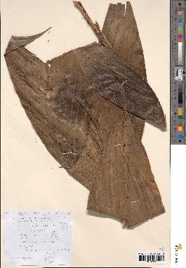 spécimen de Geonoma umbraculiformis