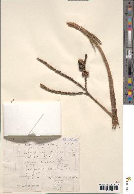 spécimen de Geonoma umbraculiformis