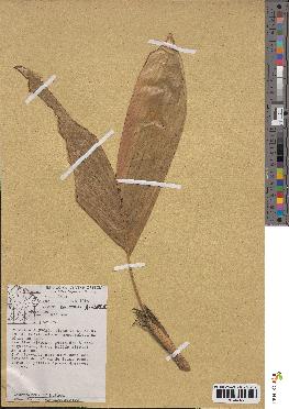 spécimen de Geonoma sp.