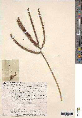 spécimen de Geonoma baculifera