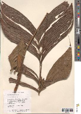 spécimen de Geonoma aspidiifolia