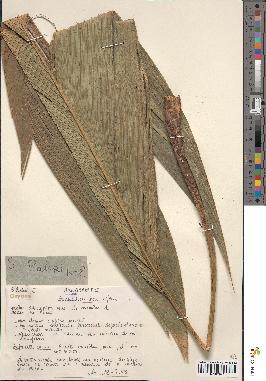 spécimen de Geonoma baculifera