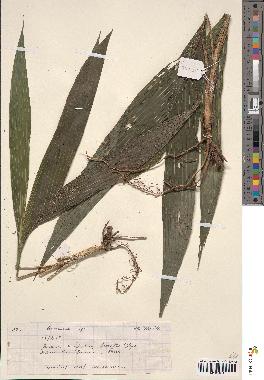 spécimen de Geonoma sp.