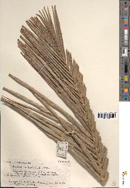 spécimen de Raphia sudanica