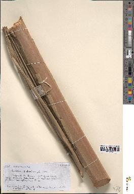 spécimen de Raphia sudanica