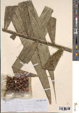 spécimen de Bactris sp.