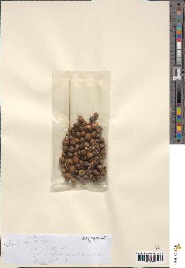 spécimen de Bactris sp.