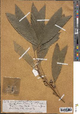 spécimen de Bactris sp.
