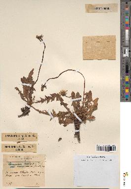 spécimen de Taraxacum laevigatum