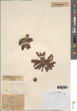 spécimen de Taraxacum laevigatum