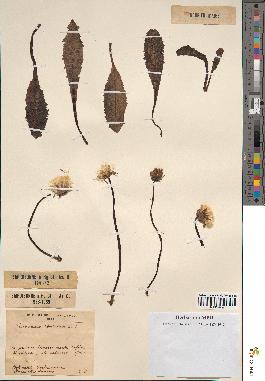 spécimen de Taraxacum obovatum