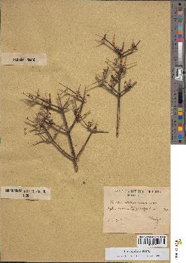 spécimen de Teucrium malenconianum