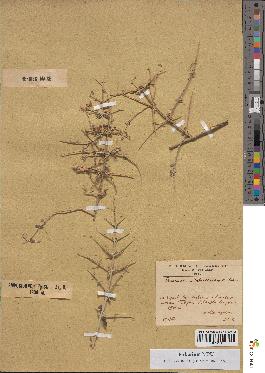 spécimen de Teucrium malenconianum