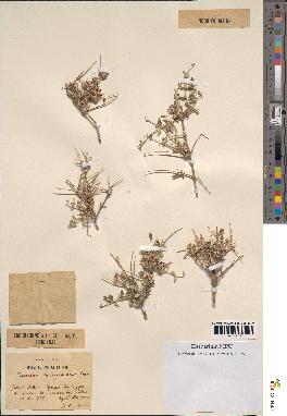 spécimen de Teucrium malenconianum