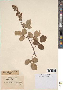 spécimen de Rubus fruticosus