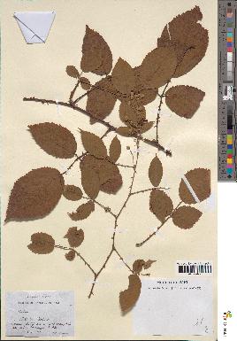 spécimen de Rubus sp.
