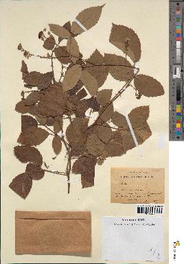 spécimen de Rubus sp.