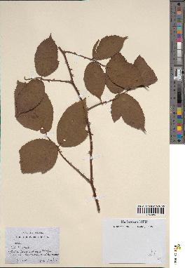spécimen de Rubus sp.