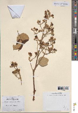 spécimen de Rubus sp.