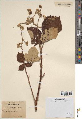 spécimen de Rubus sp.