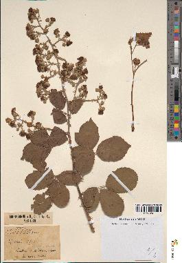 spécimen de Rubus ulmifolius