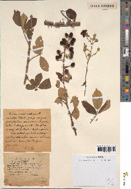 spécimen de Rubus ulmifolius