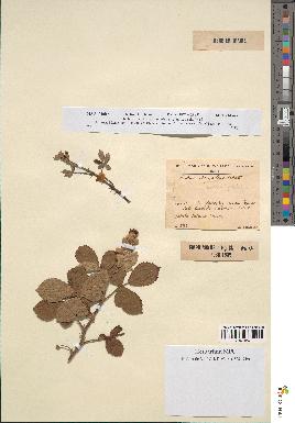 spécimen de Rubus ulmifolius