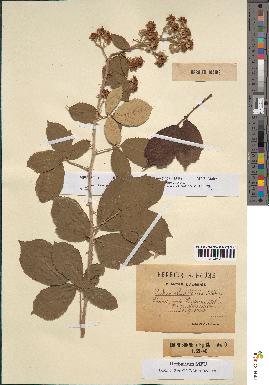 spécimen de Rubus ulmifolius