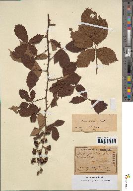 spécimen de Rubus fruticosus