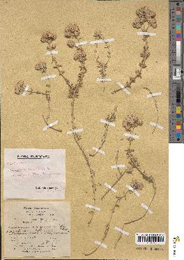 spécimen de Teucrium capitatum