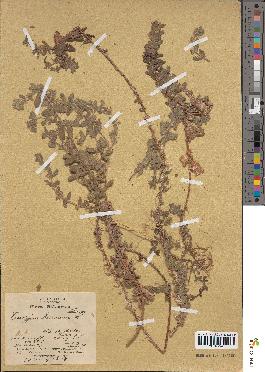 spécimen de Teucrium scordium