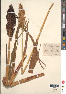 spécimen de Andropogon sorghum