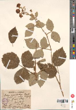 spécimen de Rubus pycnostachys