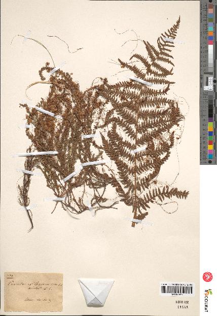 spécimen de Cuscuta epithymum