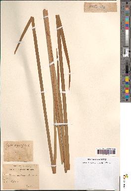 spécimen de Typha australis