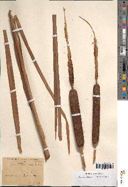spécimen de Typha australis