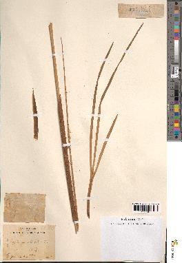 spécimen de Typha australis