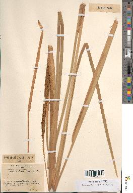spécimen de Typha australis